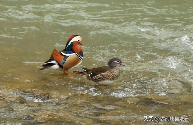 【图说康县】雪羽翩然处，皆是故乡音