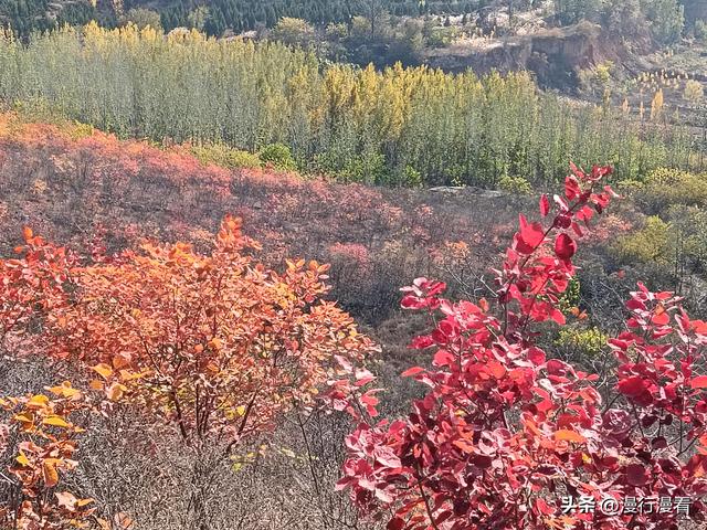 看红叶不怕晚，东焦村红叶正当时