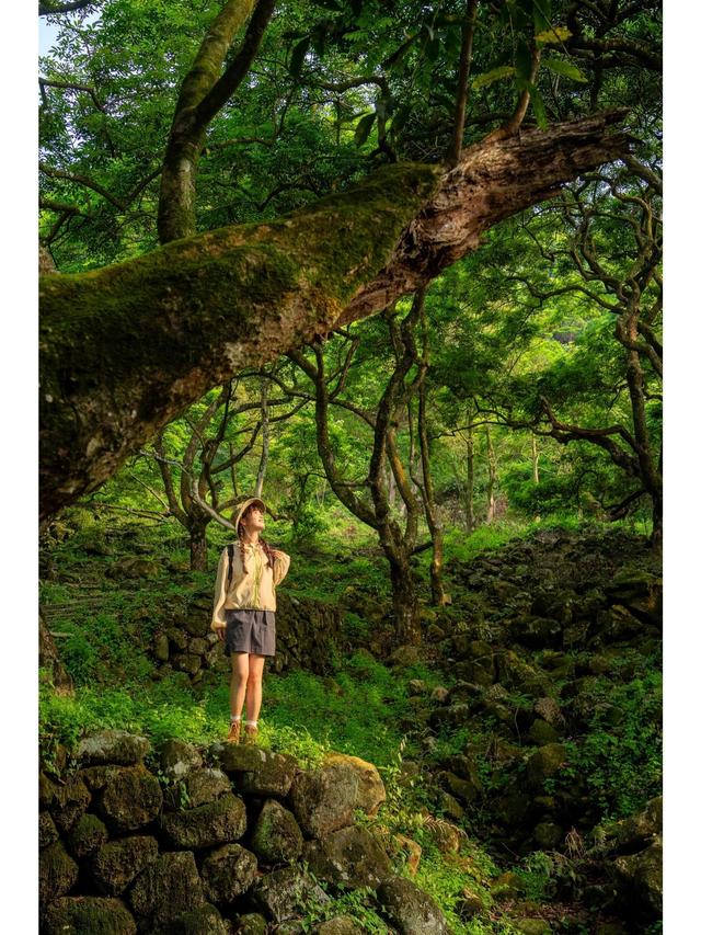 广州藏了片“塞尔达魔幻森林”千年古榄树+青苔秘境，市区1h直达