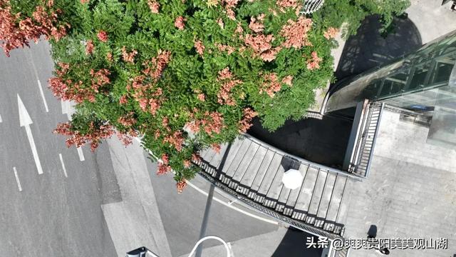 我说“秋天那么美” 栾树:是的!