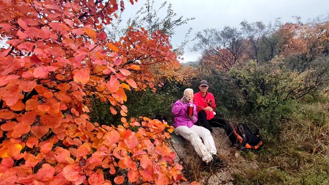 雾锁风挡山，红叶引客来