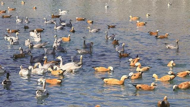 冬日西藏 藏在日光下的温暖旅行