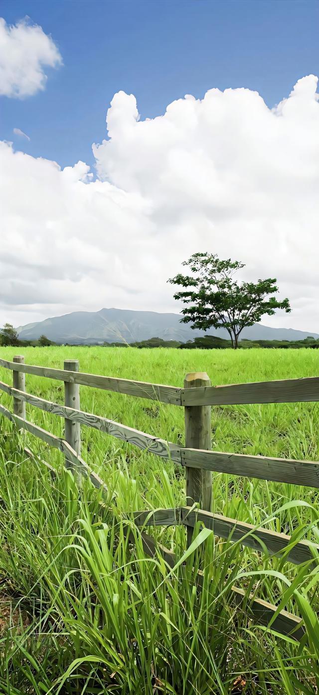 手机壁纸|清新自然，绿色风光美景