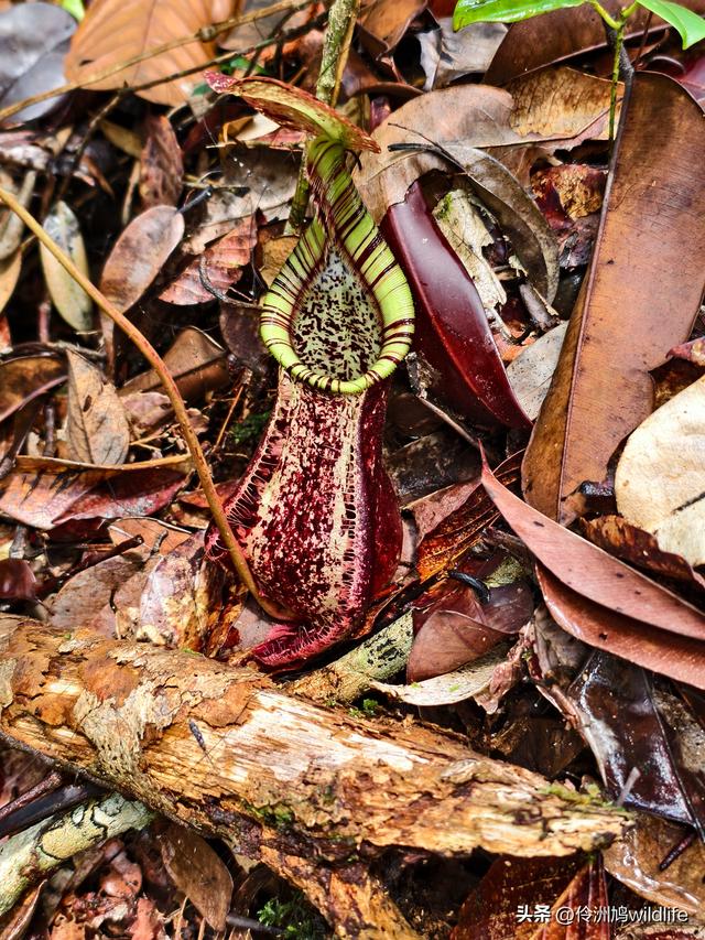 马来西亚(36)砂拉越州⑩峇哥国家公园夜间徒步体验