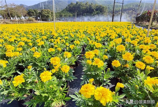 初秋季节，我们趁国庆假期去揭开佛山卡玛缤纷花世界的美丽面纱