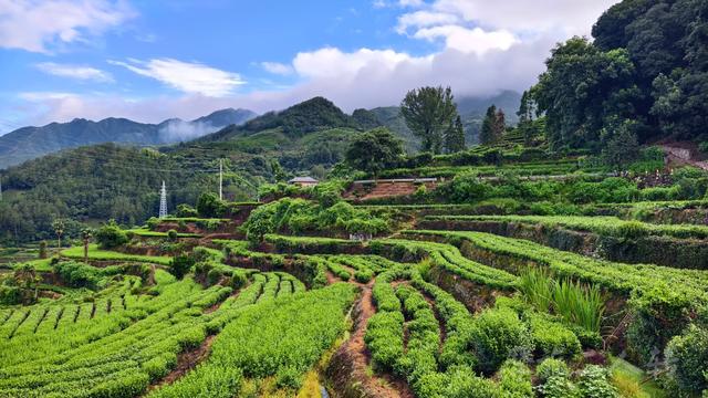 皖浙摩旅二人转——松阳杨家堂篇（下）