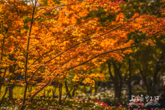 周末晒太阳，虹口有这些好去处