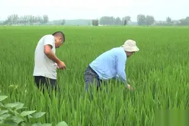 丰收在望：水稻抽穗扬花 地头科学田管图片