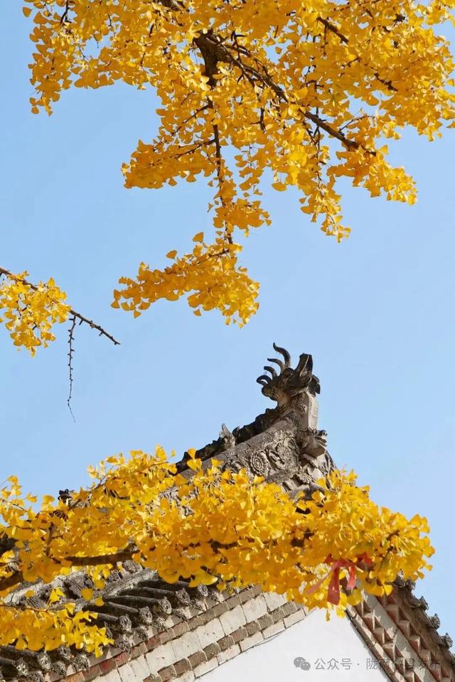 邂逅千年银杏，共赴一场时光之约