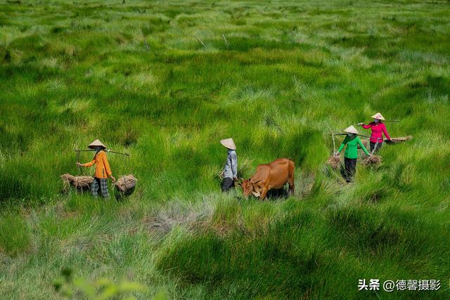 行摄越南，从南到北（8）——莎草地归家&渔女补网&棕榈簸箕船
