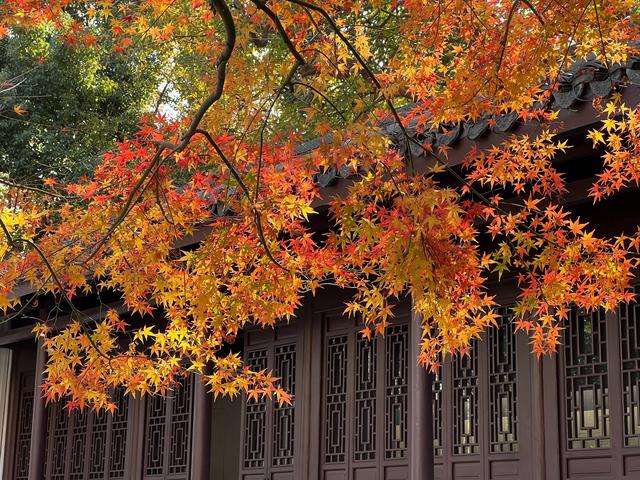 杭州红叶季：桂花之后百花杀，旖旎红叶胜百花。