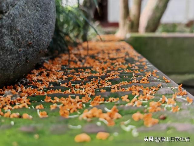 组图｜眉山东坡：桂花开了