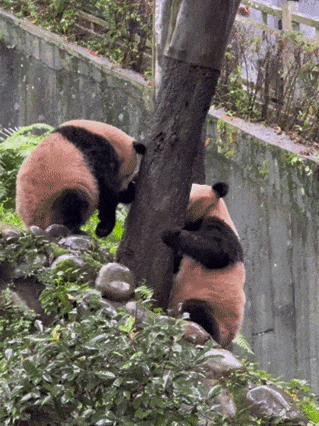 @全国中小学生：这个秋假，免门票畅玩碧峰峡！来与动物交朋友，打卡领熊猫奖牌啦！