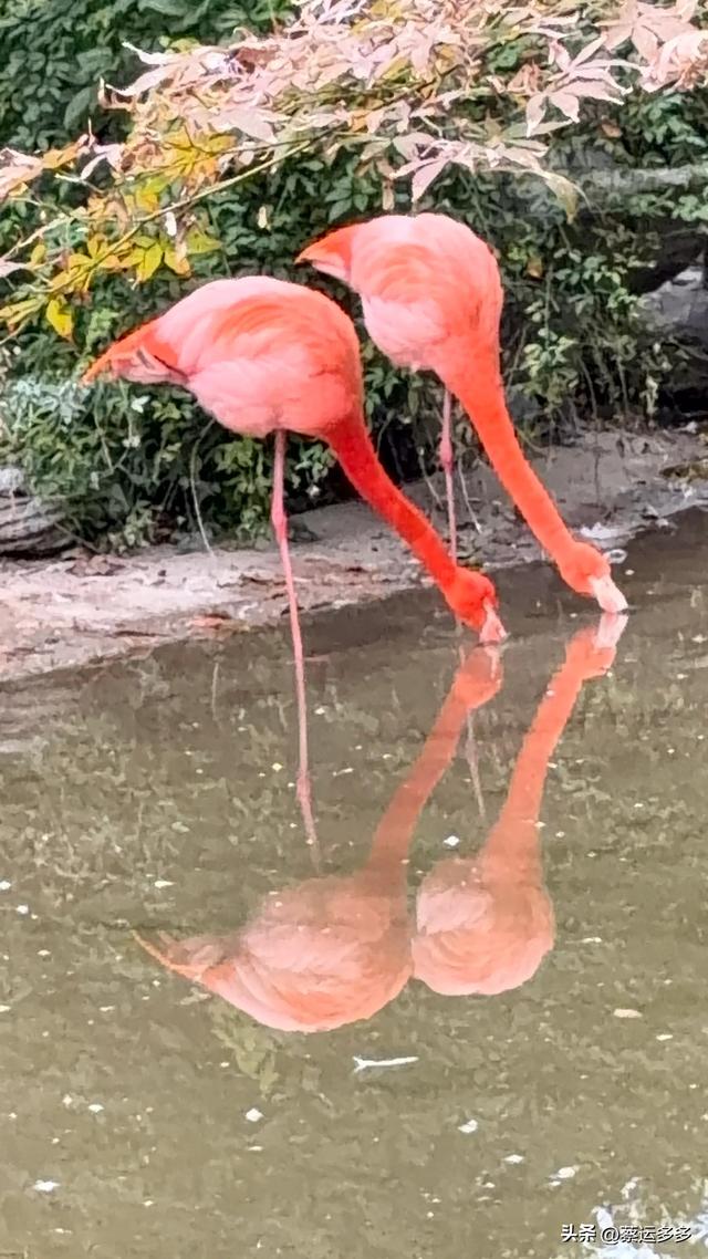 上海动物园的高颜值图鉴