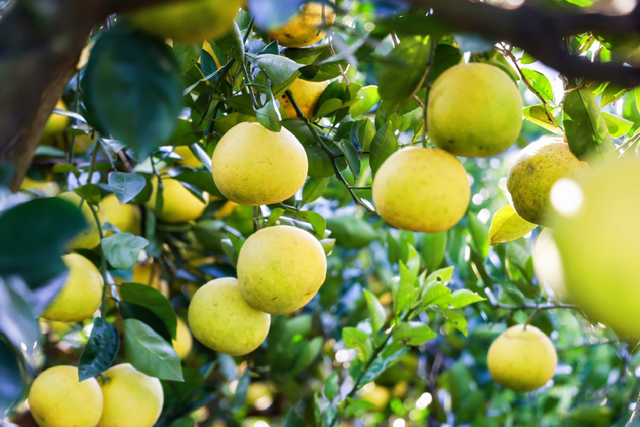 长三角果香正浓！快到这些当季采摘点位探“鲜”吧~