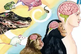 爱因斯坦大脑只开发13%，就如同开挂，那开发到100%会发生什么？图片