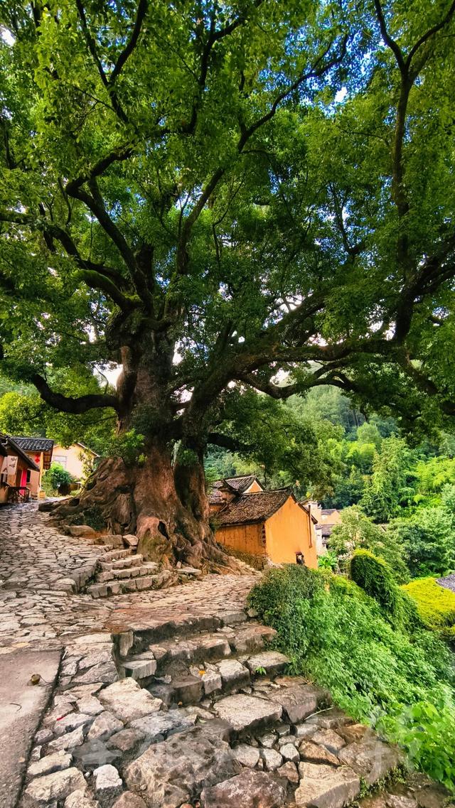 皖浙摩旅二人转——松阳杨家堂篇（下）