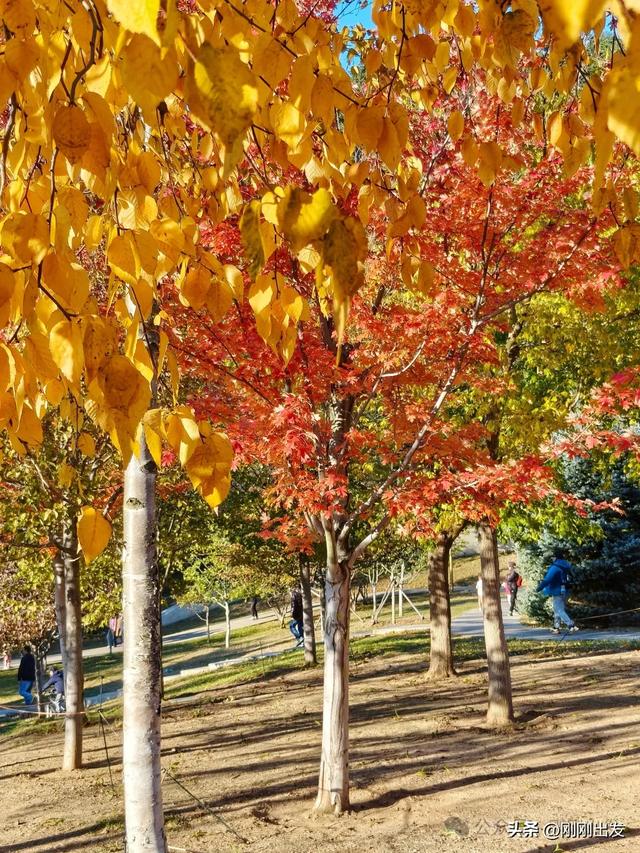 公交直达,大连这个免费公园枫叶正当时,赏秋好地方