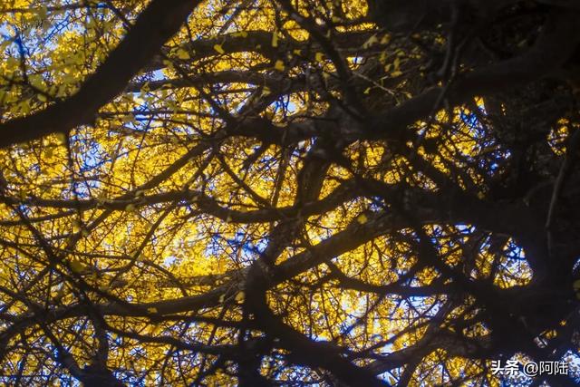 崇圣寺隔壁也有古银杏，就在三文笔村，长势更加风华正茂