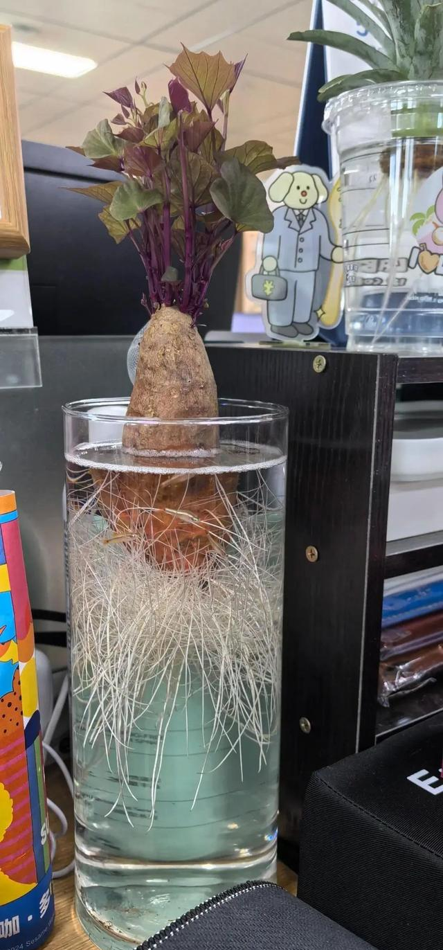 陕西一男子，晒“客厅红薯瀑布”走红，网友：我以为是塑料装饰品