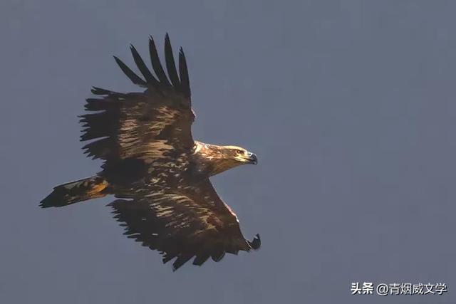 午后骑行 西湿地偶遇金雕