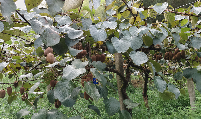 临安板桥深秋：稻浪翻金处 偷得半日山居甜