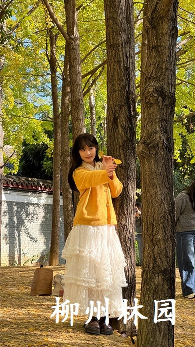 柳州市柳侯公园银杏大道迎来最佳观赏期