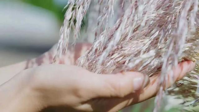 滇池的秋色太撩人！7个 “限定打卡地”，快收藏