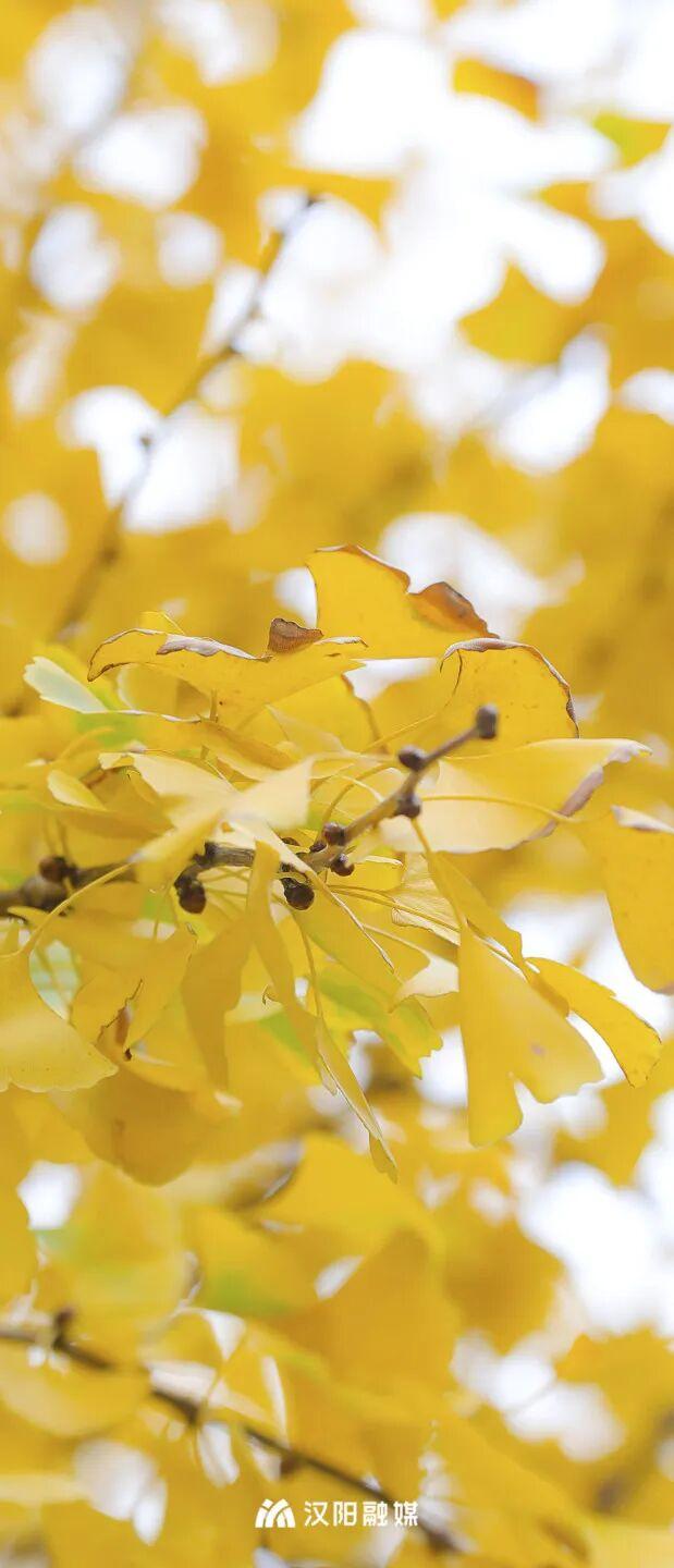 最后的金色狂欢！汉阳这三处私藏地一般人不知道→