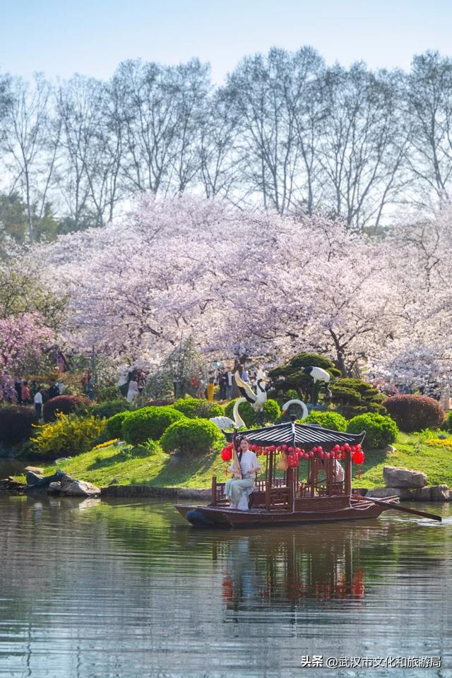 今天开园，东湖樱花园最新实拍！
