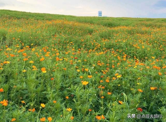 成都最近的格桑花海，6万多平米，山坡被美爆，地铁直达！