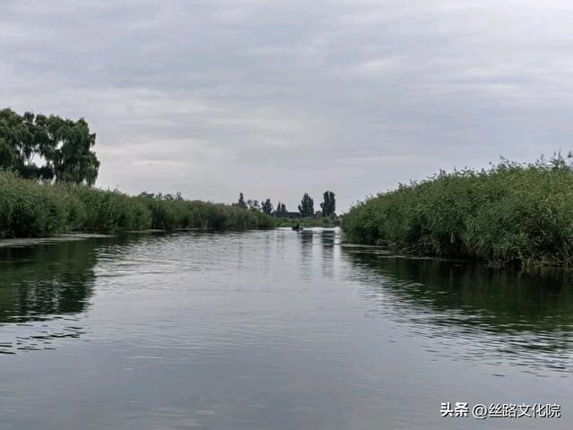 【作家专栏】杨舟平 散文｜ 秋淀残荷读孙犁