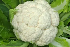 大棚花菜成熟 采摘上市正当时图片