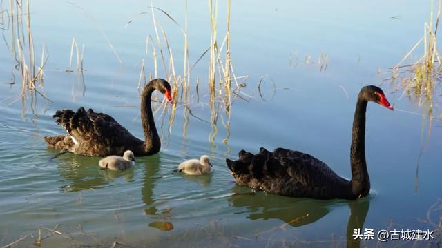 黑天鹅在建水五龙湖的前世与今朝