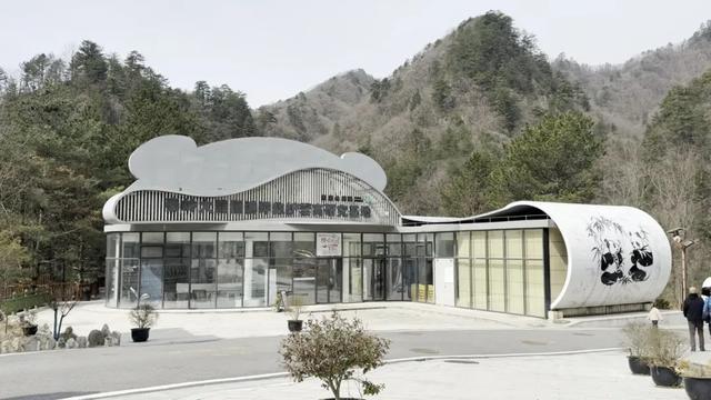 佛坪晚夏寻凉意，猫进秦岭躲避“秋老虎”！