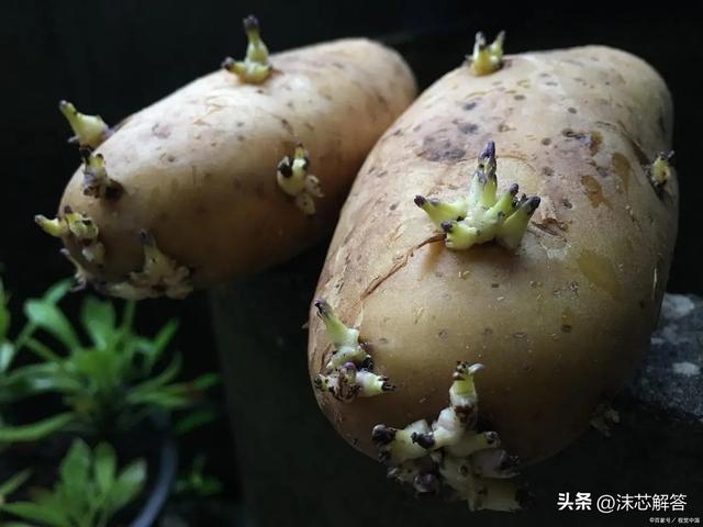 什么程度的土豆算发芽，揭秘土豆发芽：什么程度才算是危险的开始