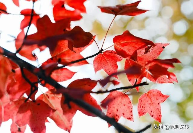 初冬氛围感出片计划，走起！昆明这份打卡攻略速速收藏→