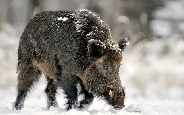 预测32亿，多亏了这些彩蛋（上）