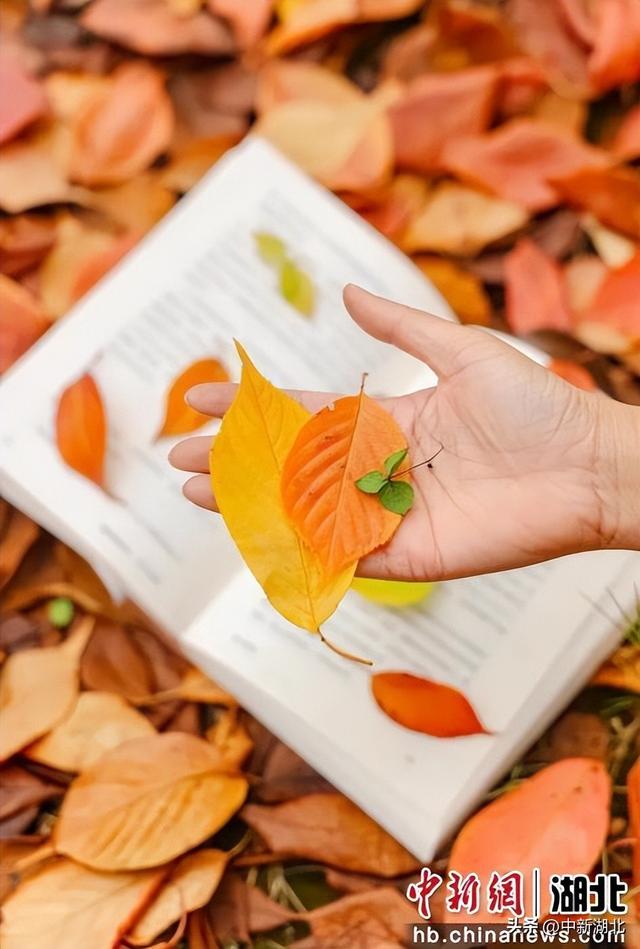 来汉阳解锁最有含金量的秋日玩法