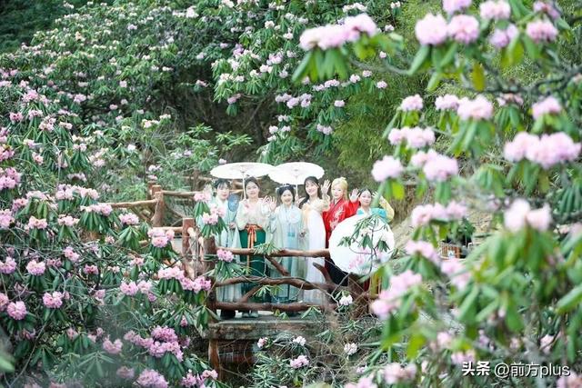 镇安：2万余亩高山杜鹃迎来盛放期