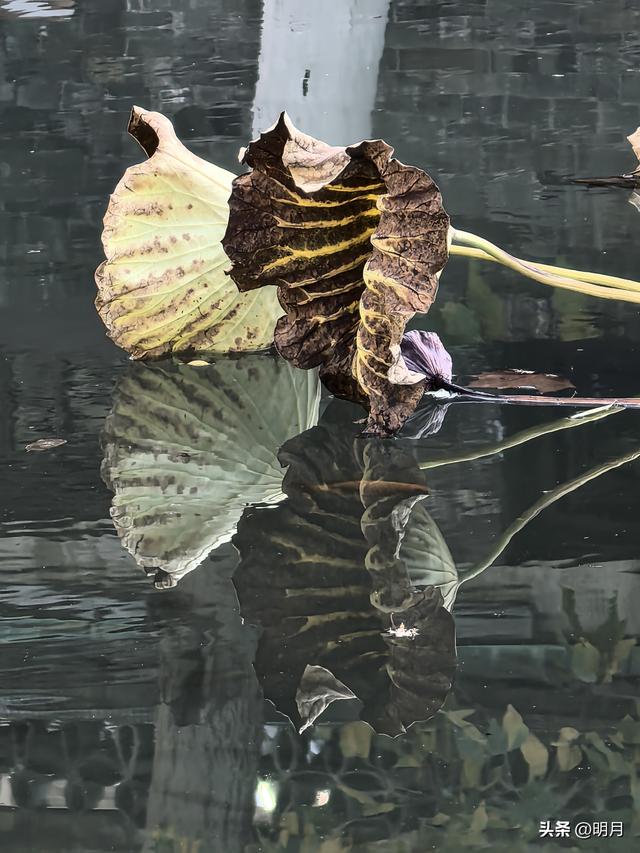 济南哪里最江南？