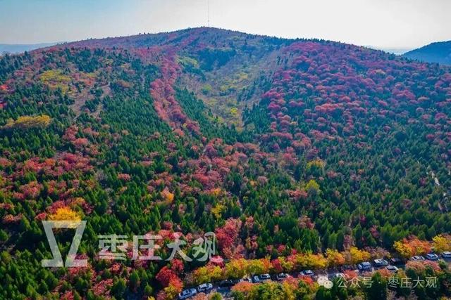 实拍枣庄牛郎山进入红叶观赏期！
