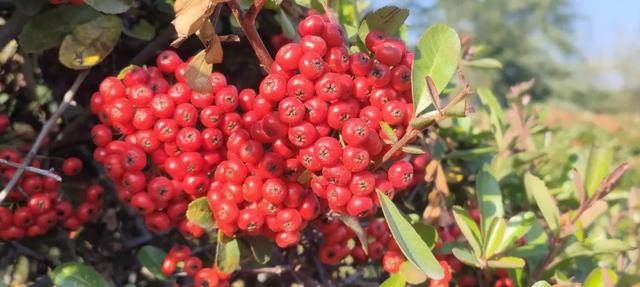 红满枝头！凤鸣公园火棘果红，你来与不来美就在那里！