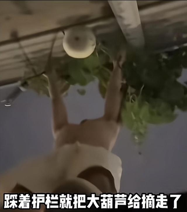 男子手欠摘沈阳二环葫芦：真心道歉，婚礼已取消，扣9分罚200元 。后续来了，葫芦二弟出现，已成为精神寄托！