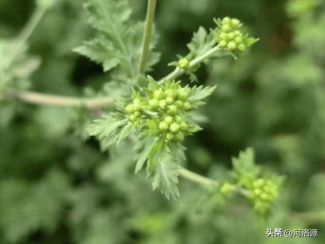 巩义延寿山菊园秋色