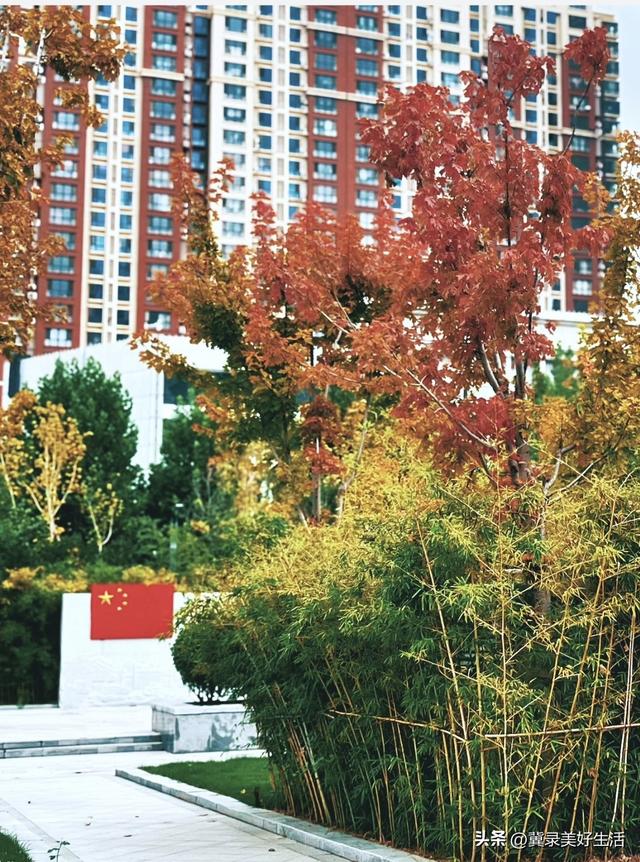 红叶知秋 赏景正当时！石家庄公园广场红枫进入最佳观赏期
