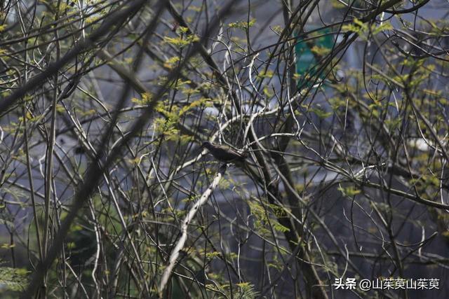 2023年春重庆探亲游（上篇）