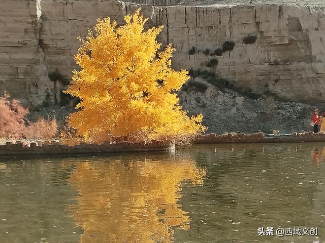 散文写人生｜我爱多坝沟的胡杨 文图/张耀宇
