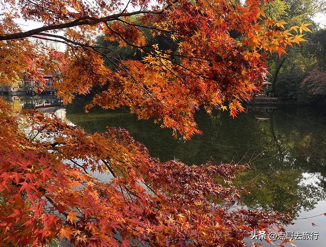 成都被私藏的彩林公园，流金溢彩，充满老城烟火气，地铁公交直达