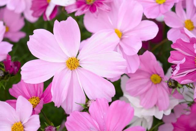 太美了！平南这里有一大片格桑花海